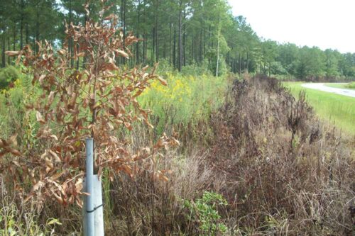 David Daniels, who manages forestland owned by his father Bud, reported damage to several White Oaks, which are among numerous trees – originally planted well off the state-owned right-of-way – near Alligator Loop Road in Stonewall. “I planted them when they were one-foot saplings about four years ago,” said Daniels, adding that he used PVC ‘tree tubes’ to ensure their survival. Daniels recently tracked down Greg Rayburn in the Department of Transportation at (252) 830-3146. “Thus far they seem to be very cooperative,” chuckled Daniels, “but I haven’t gotten anything in writing yet.”